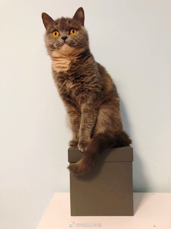 猫图片|宠物猫|猫咪|