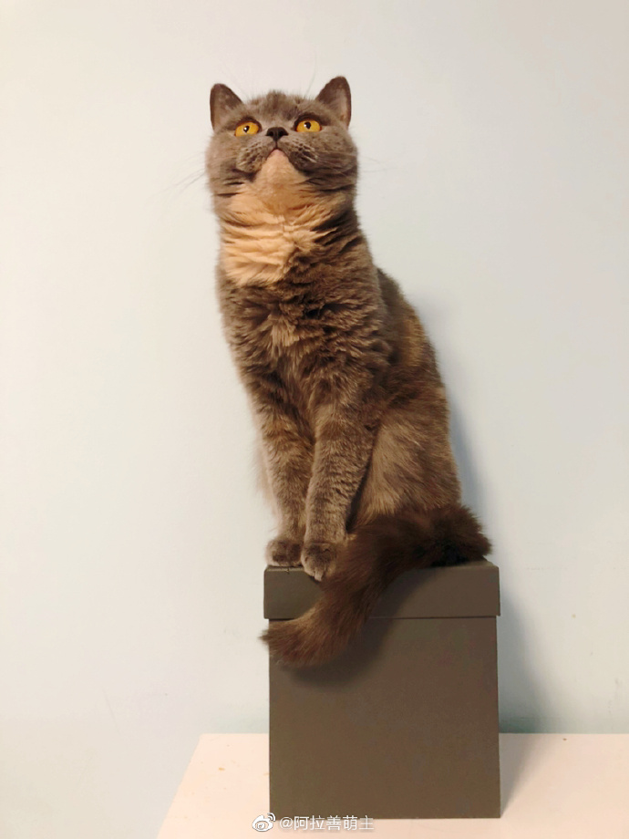 猫图片|宠物猫|猫咪|