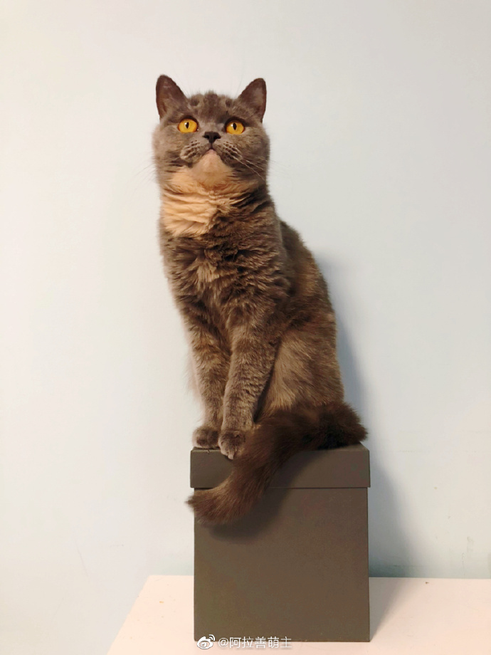 猫图片|宠物猫|猫咪|