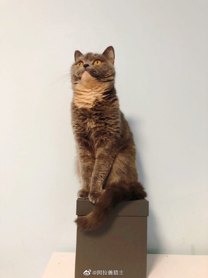 猫图片|宠物猫|猫咪|