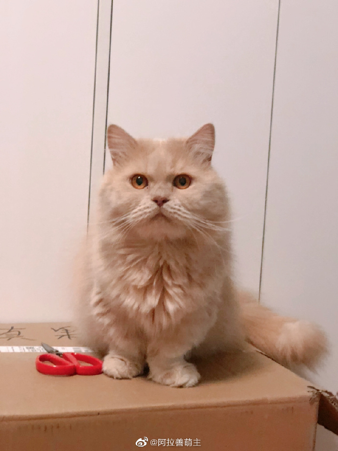 猫图片|宠物猫|猫咪|