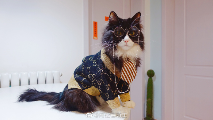 猫图片|宠物猫|猫咪|