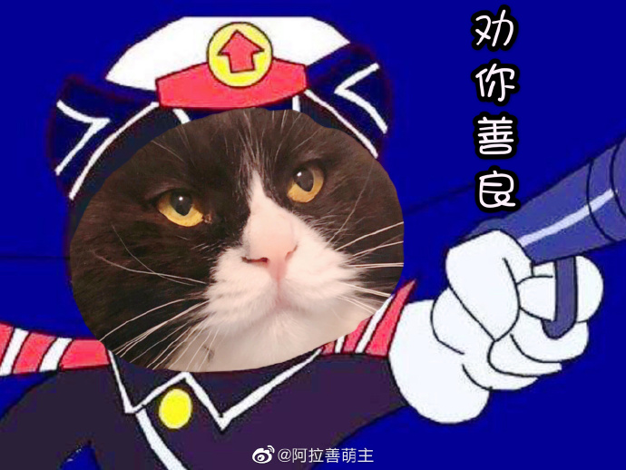 猫图片|宠物猫|猫咪|