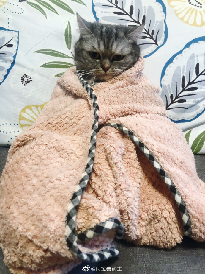 猫图片|宠物猫|猫咪|