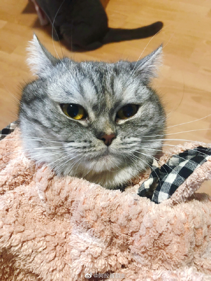 猫图片|宠物猫|猫咪|