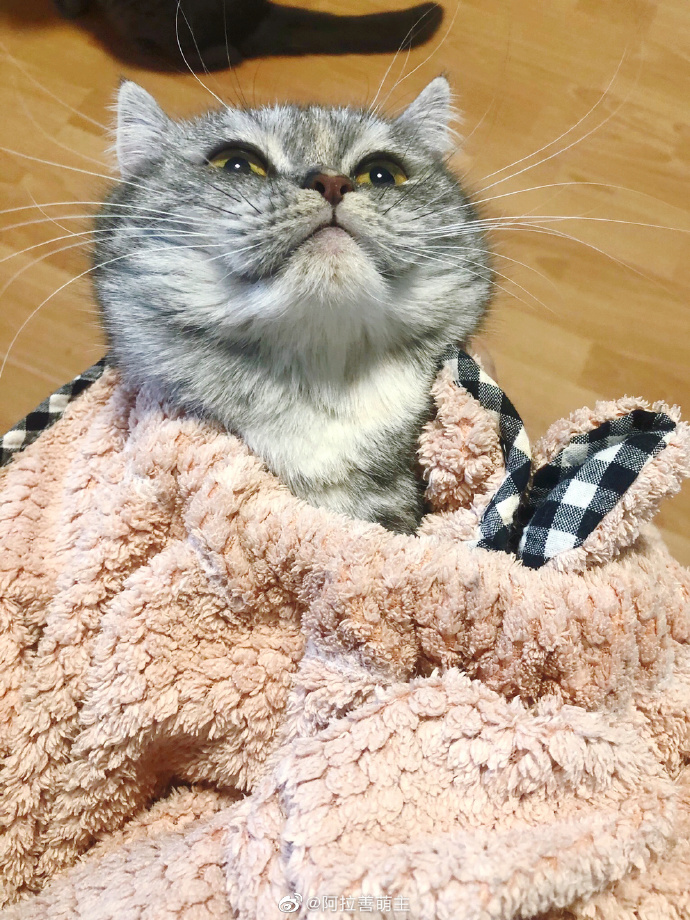 猫图片|宠物猫|猫咪|