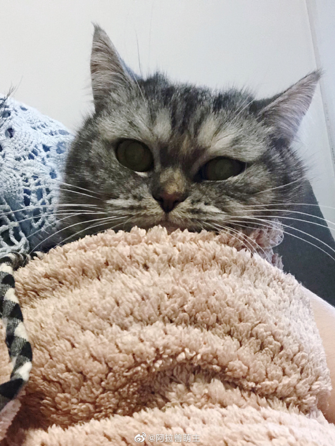 猫图片|宠物猫|猫咪|