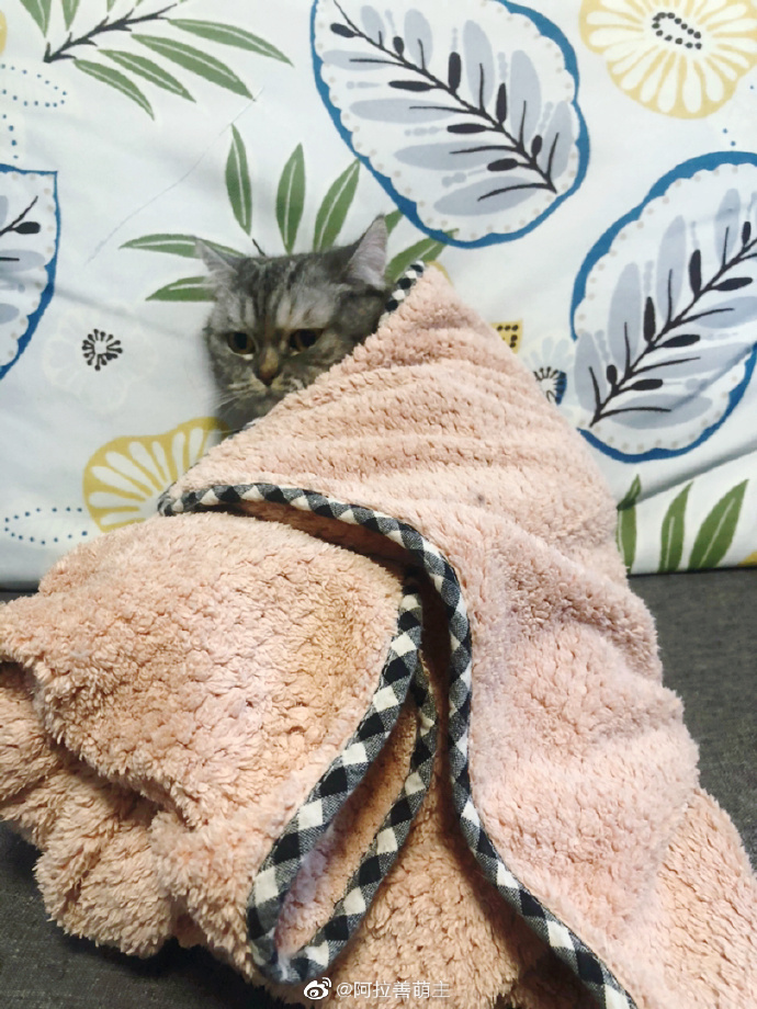 猫图片|宠物猫|猫咪|