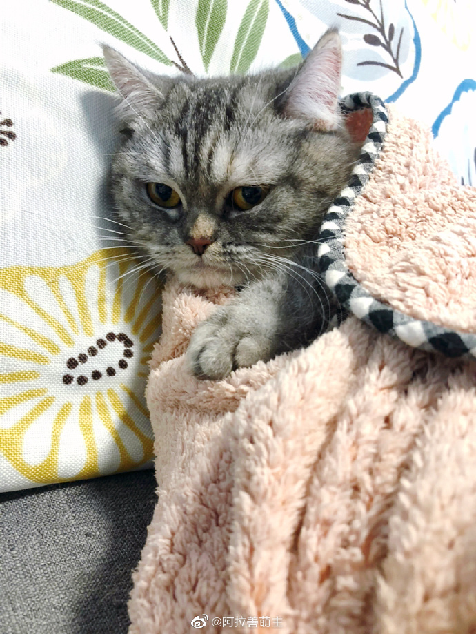 猫图片|宠物猫|猫咪|