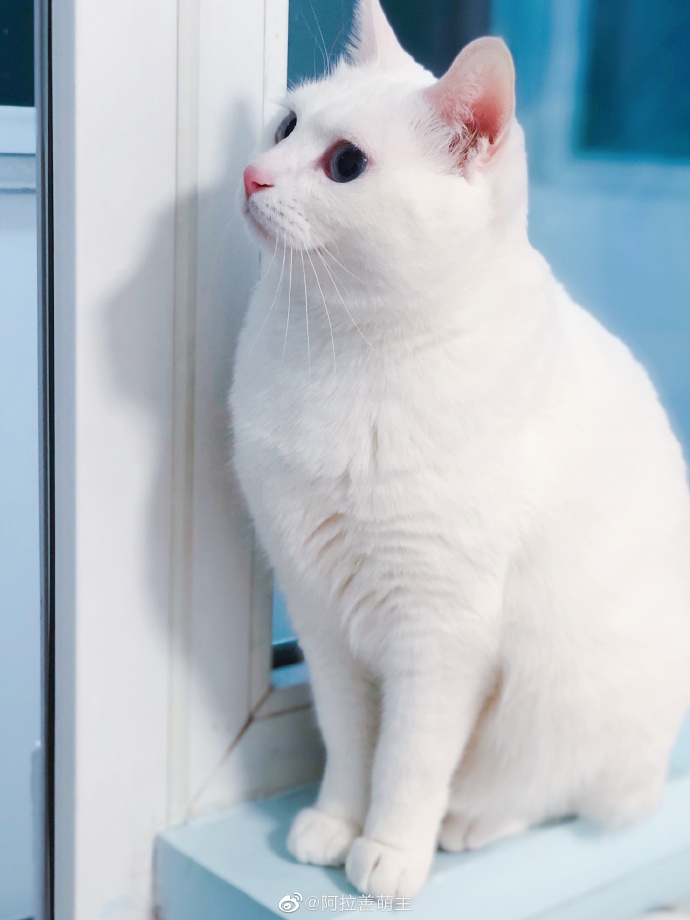 猫图片|宠物猫|猫咪|