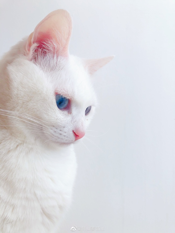 猫图片|宠物猫|猫咪|