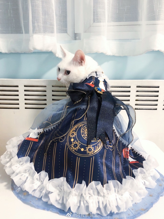 猫图片|宠物猫|猫咪|