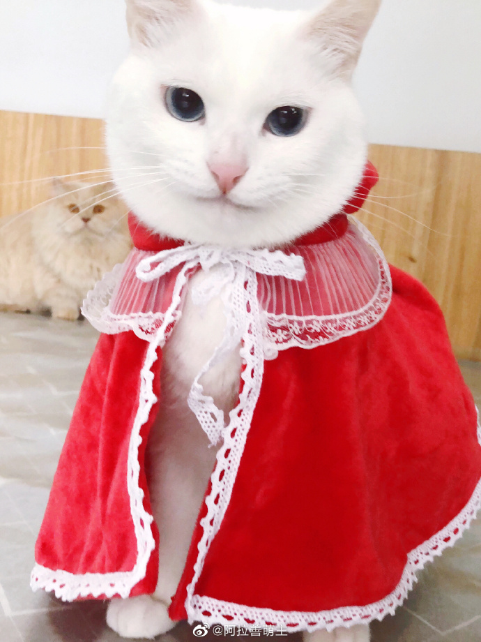 猫图片|宠物猫|猫咪|