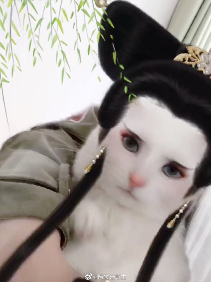 猫图片|宠物猫|猫咪|