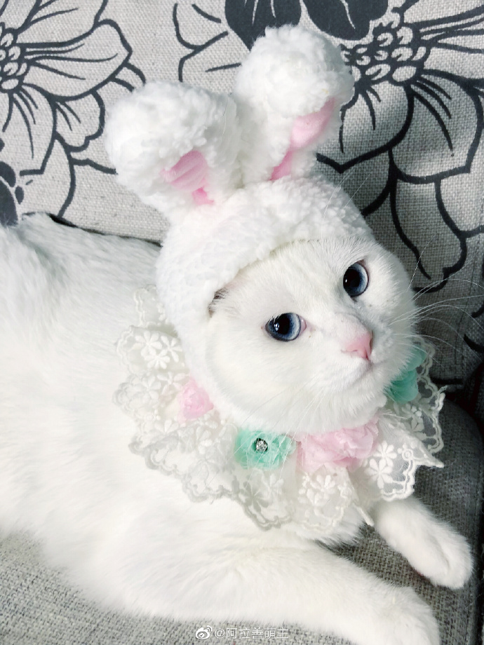 猫图片|宠物猫|猫咪|