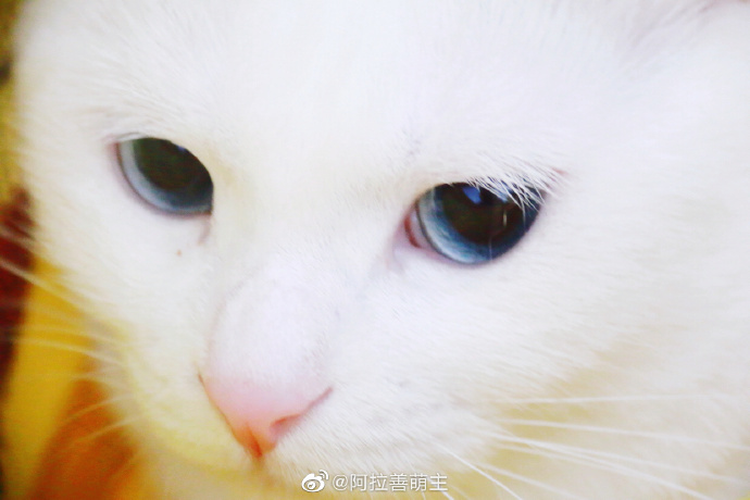 猫图片|宠物猫|猫咪|