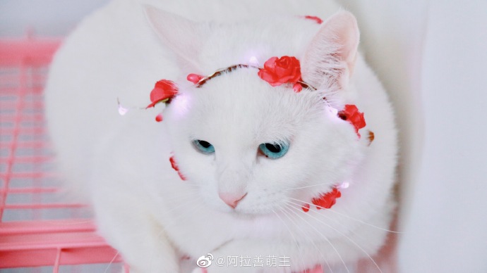 猫图片|宠物猫|猫咪|