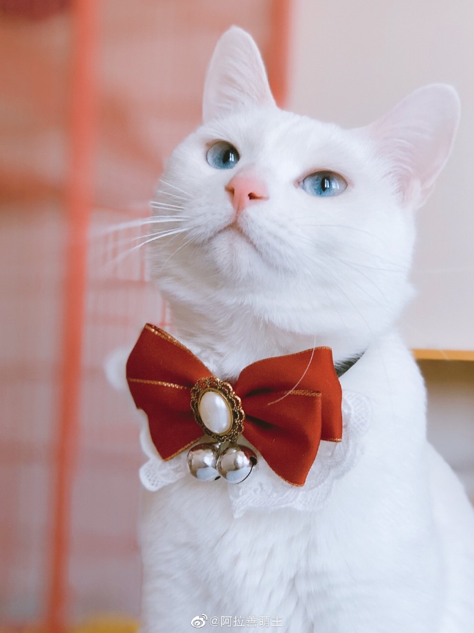 猫图片|宠物猫|猫咪|