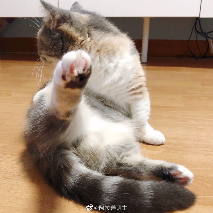 猫图片|宠物猫|猫咪|