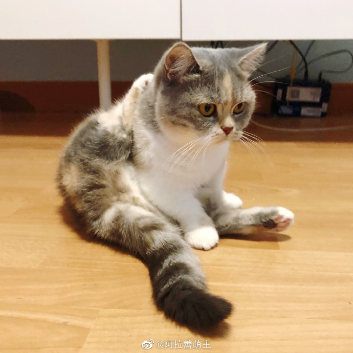 猫图片|宠物猫|猫咪|