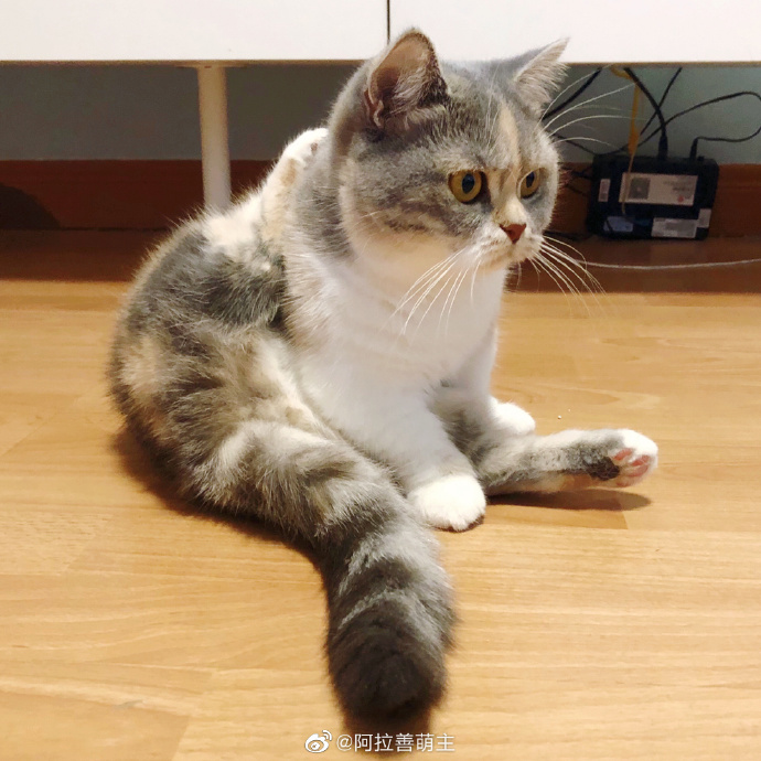 猫图片|宠物猫|猫咪|