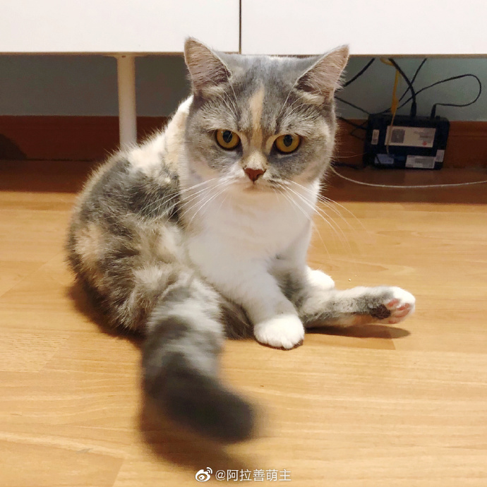 猫图片|宠物猫|猫咪|