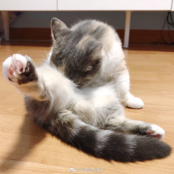 猫图片|宠物猫|猫咪|