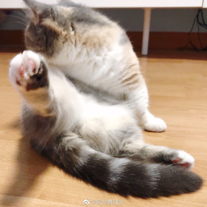 猫图片|宠物猫|猫咪|