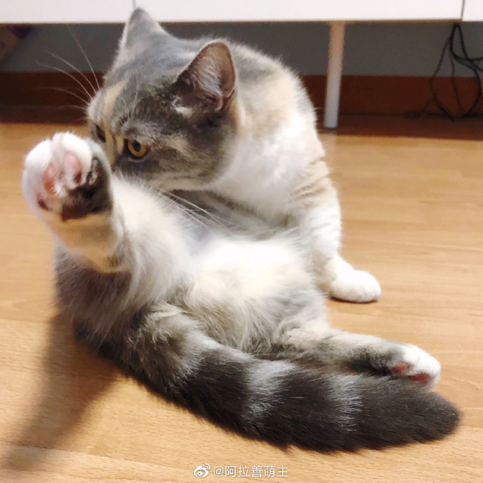 猫图片|宠物猫|猫咪|