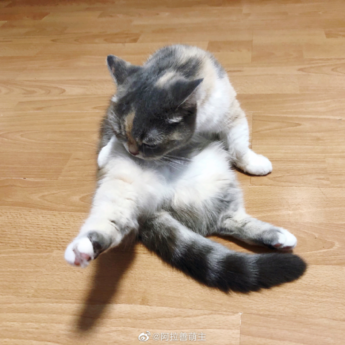 猫图片|宠物猫|猫咪|