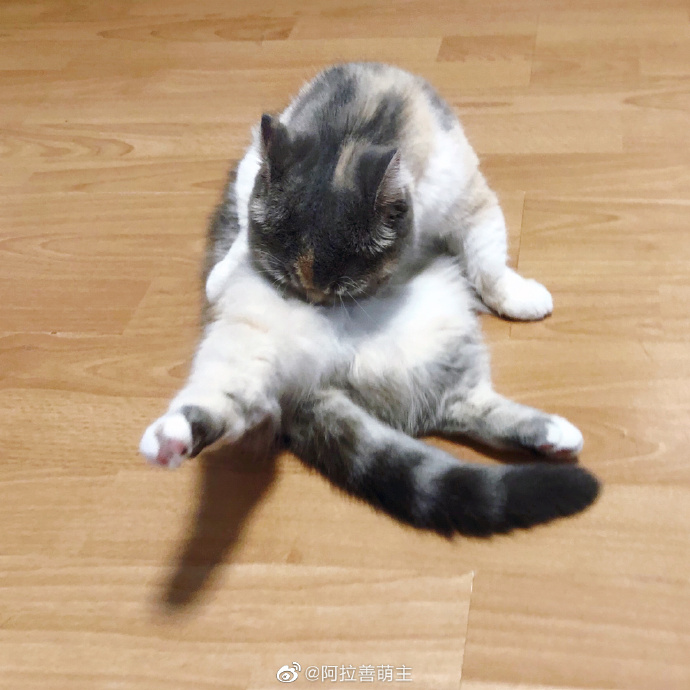 猫图片|宠物猫|猫咪|