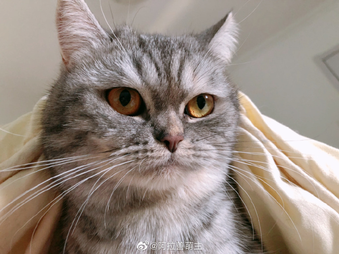 猫图片|宠物猫|猫咪|