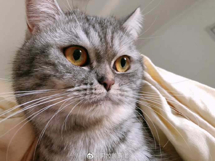 猫图片|宠物猫|猫咪|