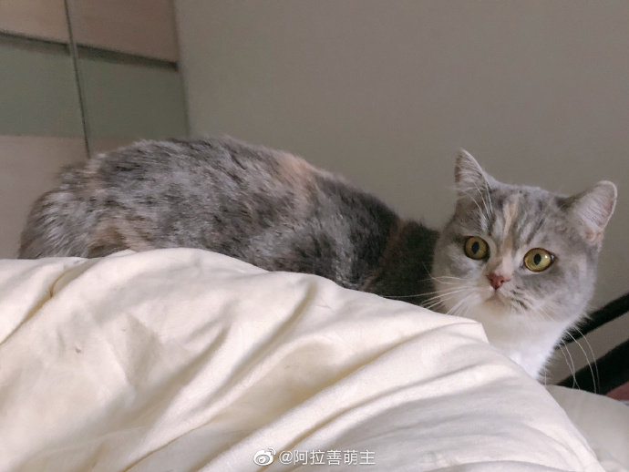 猫图片|宠物猫|猫咪|