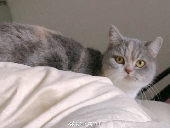 猫图片|宠物猫|猫咪|