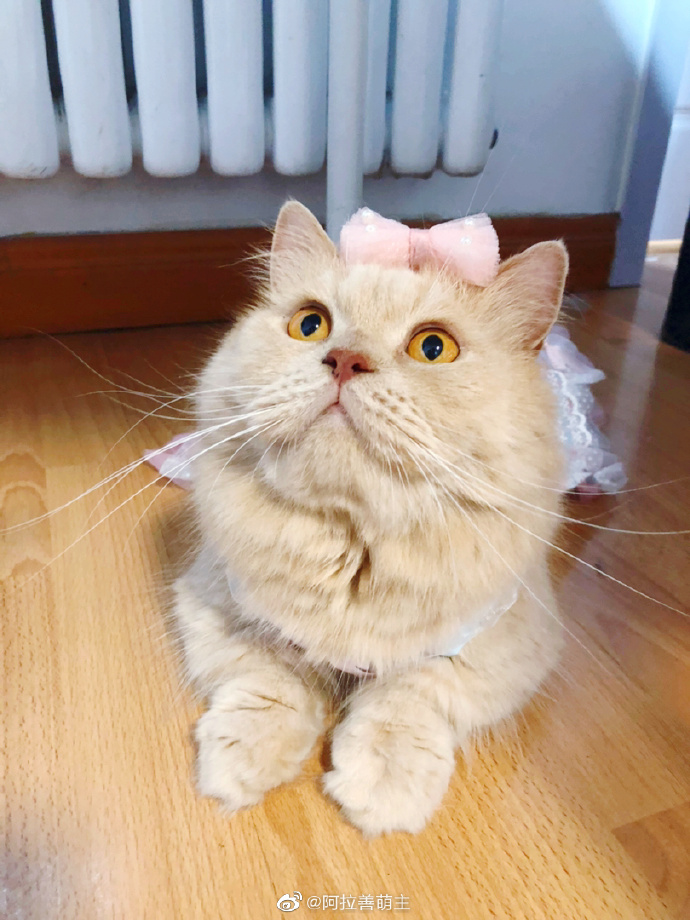 猫图片|宠物猫|猫咪|