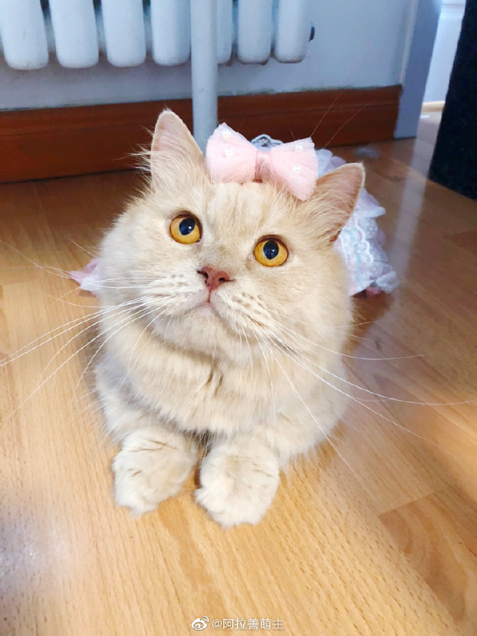 猫图片|宠物猫|猫咪|