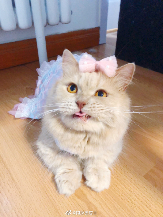 猫图片|宠物猫|猫咪|