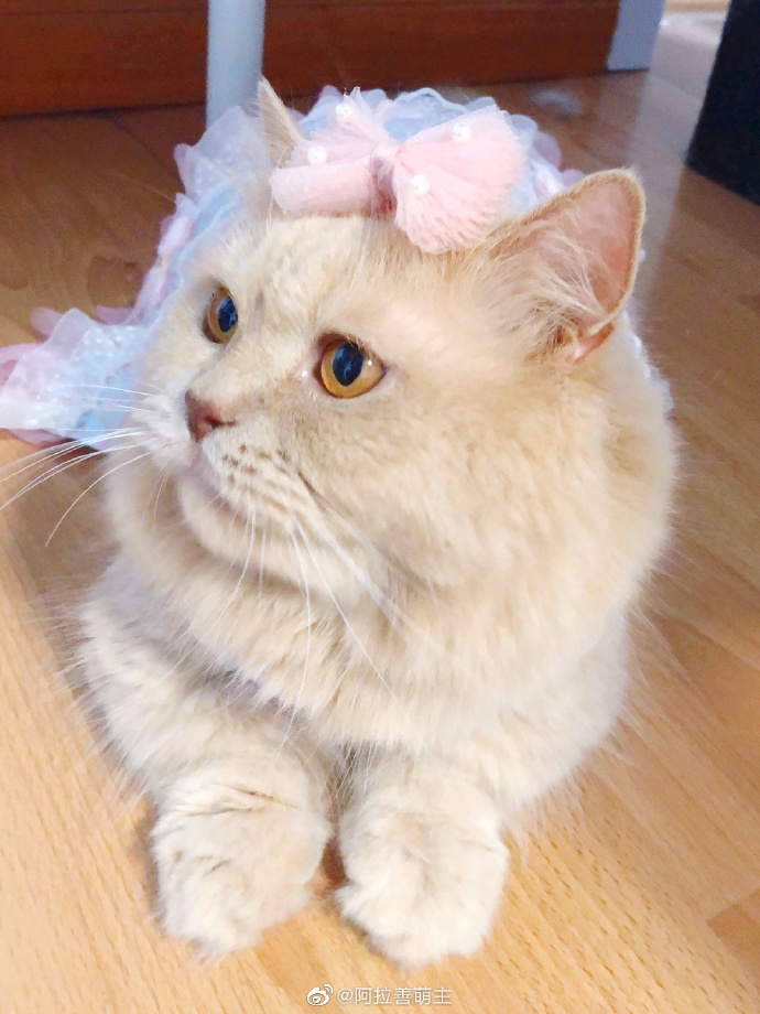 猫图片|宠物猫|猫咪|