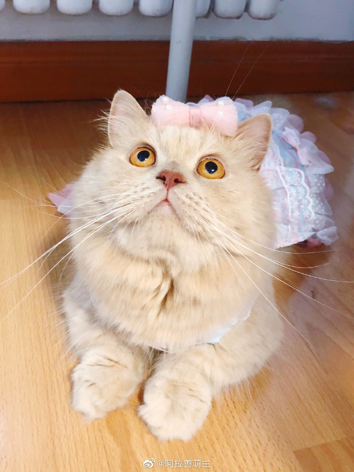 猫图片|宠物猫|猫咪|