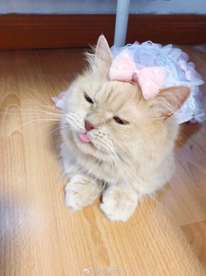 猫图片|宠物猫|猫咪|