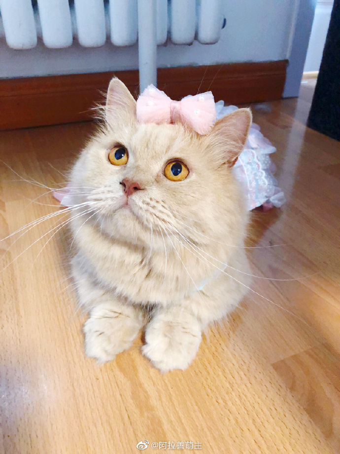 猫图片|宠物猫|猫咪|