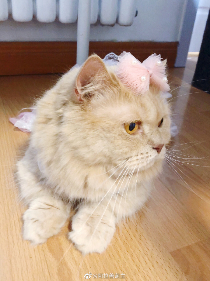 猫图片|宠物猫|猫咪|