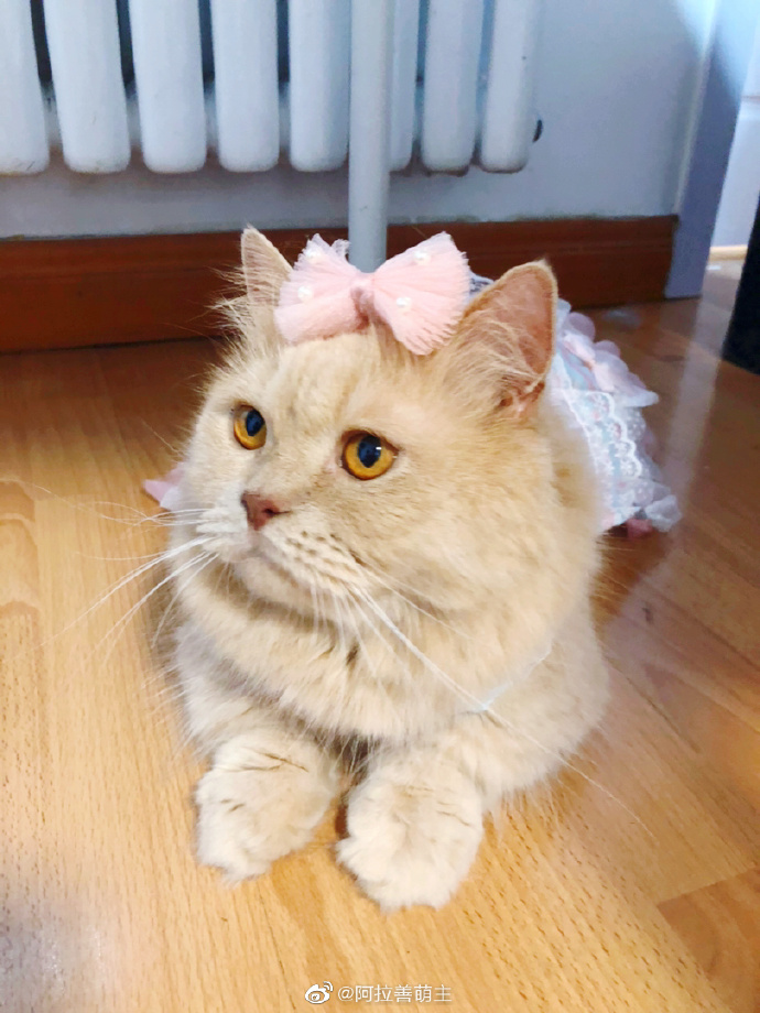 猫图片|宠物猫|猫咪|