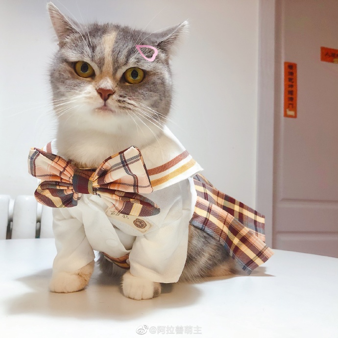 猫图片|宠物猫|猫咪|