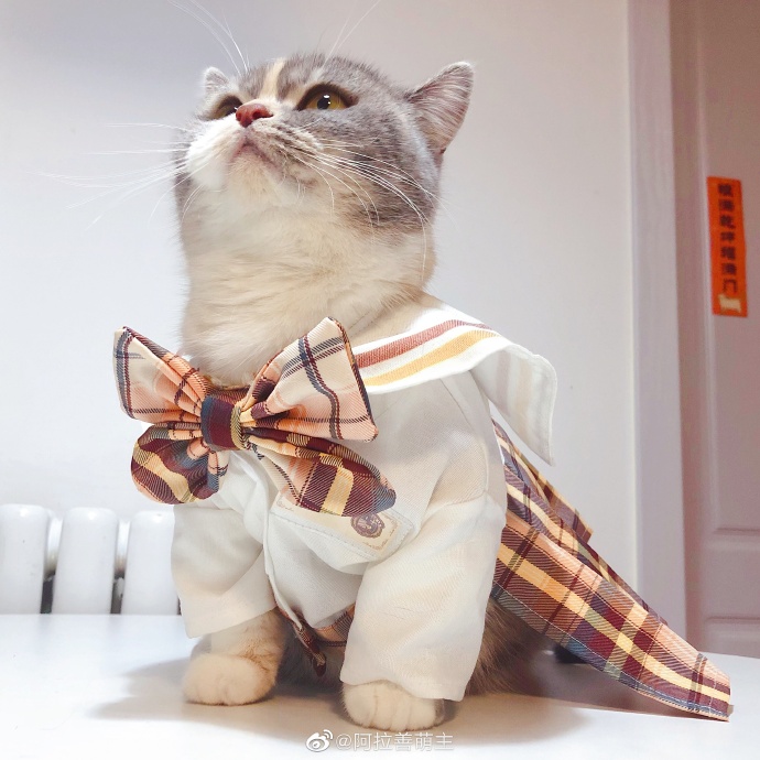 猫图片|宠物猫|猫咪|