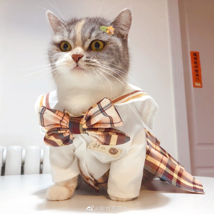 猫图片|宠物猫|猫咪|