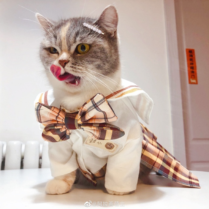 猫图片|宠物猫|猫咪|