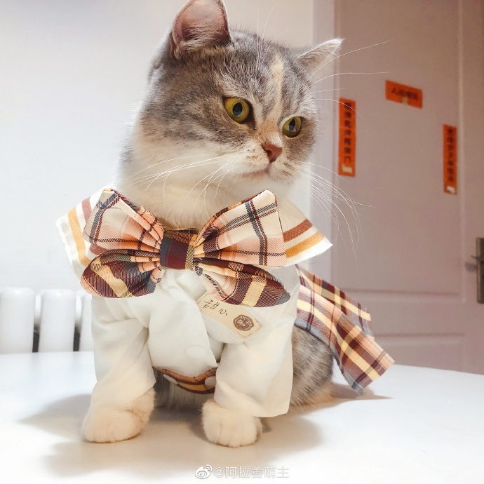 猫图片|宠物猫|猫咪|