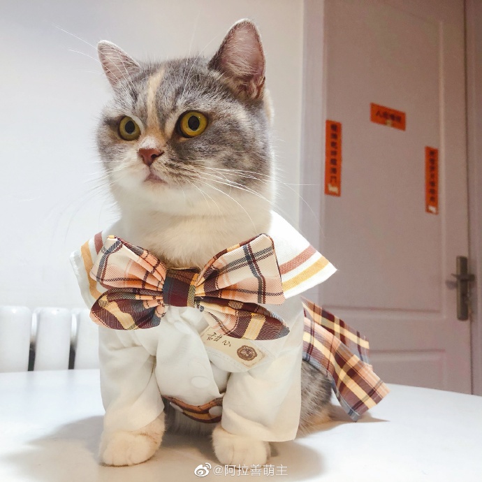 猫图片|宠物猫|猫咪|